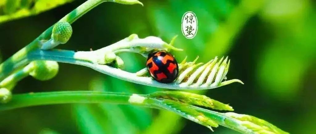 【惊蛰】远离春困,养生当此时